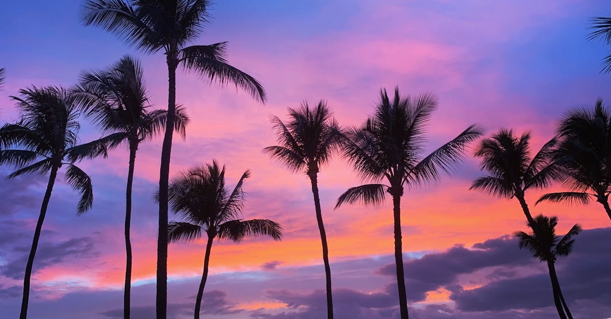 Vibrant sunset behind palm trees on a tropical beach in Kihei, Hawaii. Perfect for travel and nature visuals.